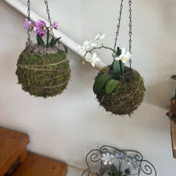 Two hanging moss balls with small orchid blooms