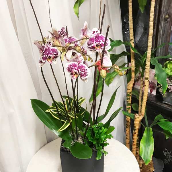 Luxury Orchid