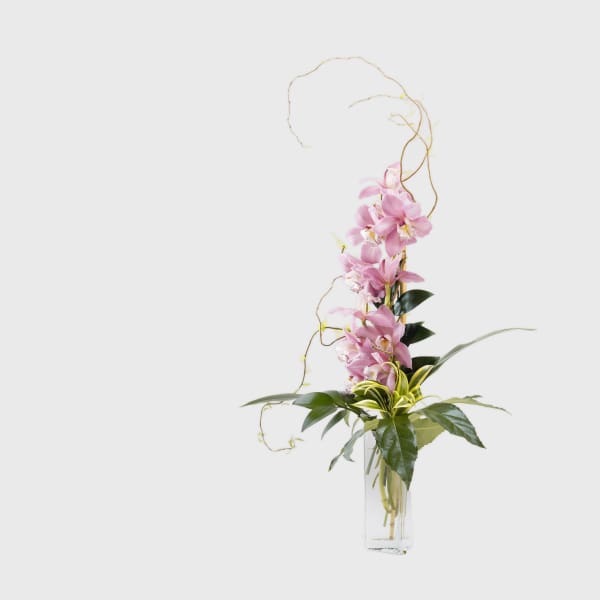 Orchid Elehance