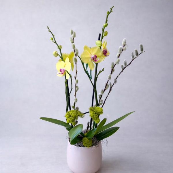 Orchid Serenity