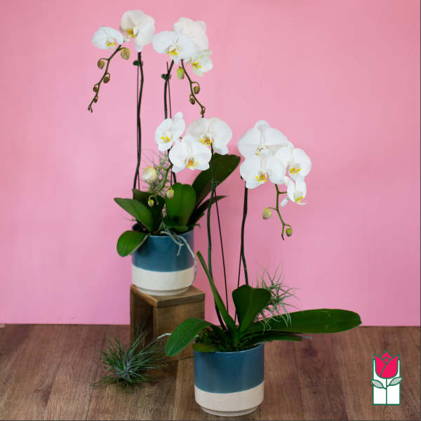 White orchids in blue-and-white pots on a wooden floor