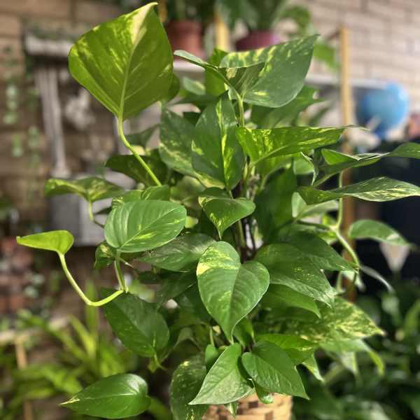 Potted pothos plant with glossy green variegated leaves in a woven basket