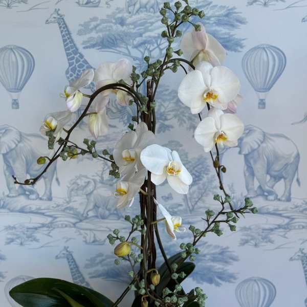 Earthly Elegance