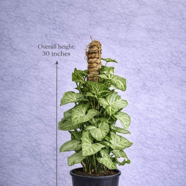 Syngonium