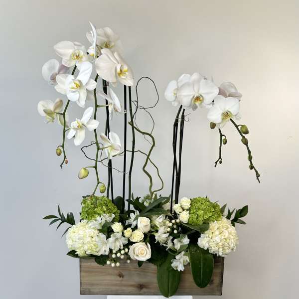 Orchid Paradise