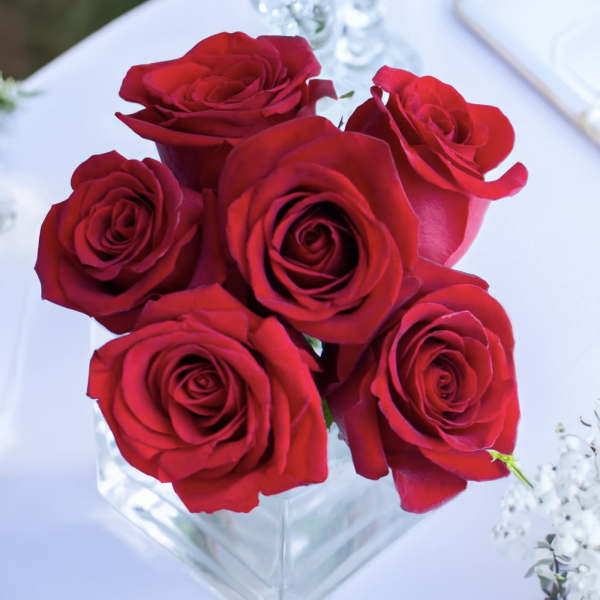 Five red roses in a clear square vase on a white table