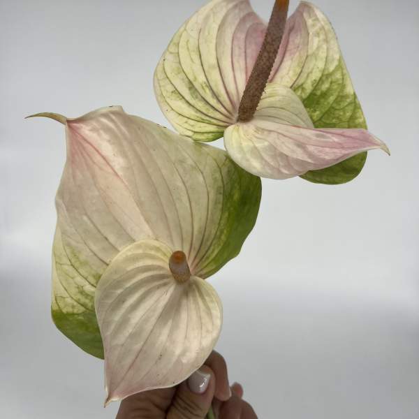 Three pale anthurium blooms with pink and green tones on a plain background.