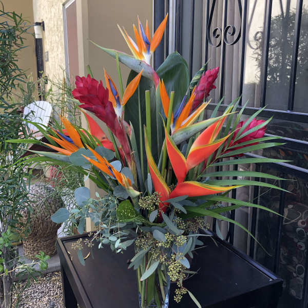 Tropical Dreams