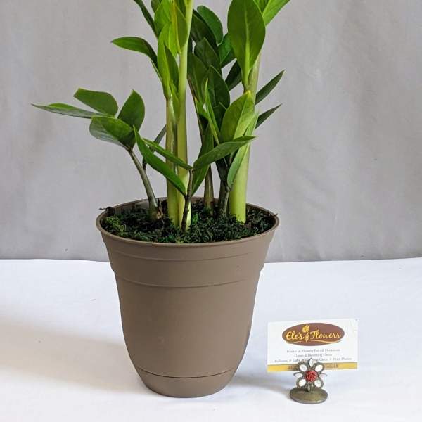 ZZ - 6" Planter