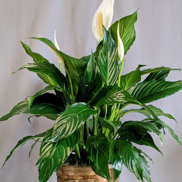 Elegant Peace Lily - 8" Planter