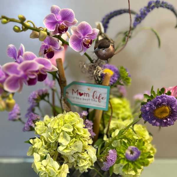 Orchid Breeze