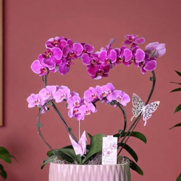double heart orchid plant