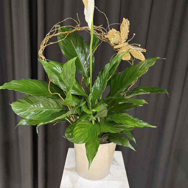 Peace Lily Plant