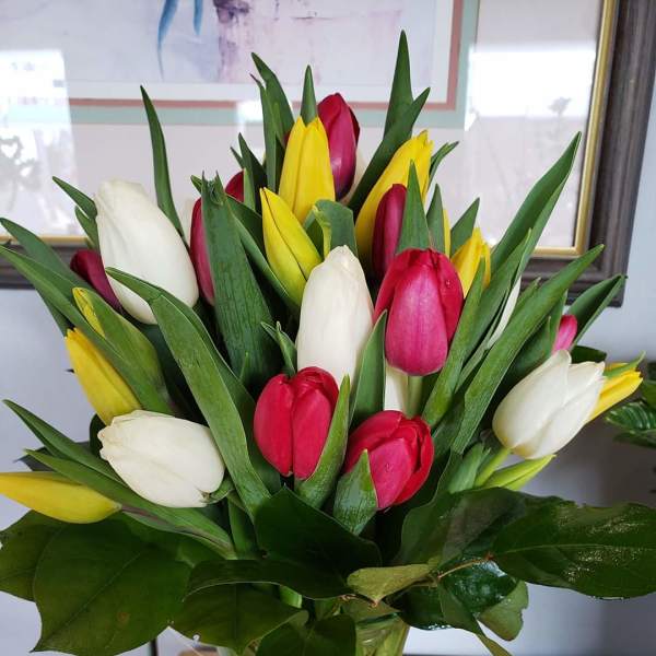 tulips