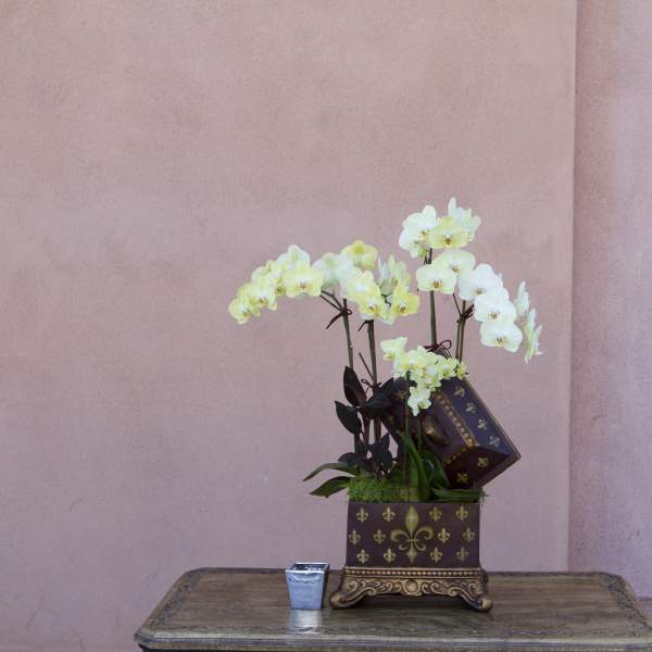 White orchids arranged in a decorative square planter on a table