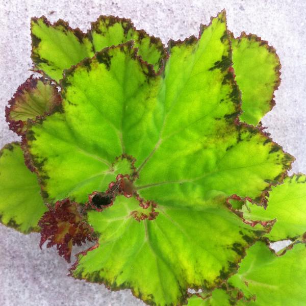 Begonia