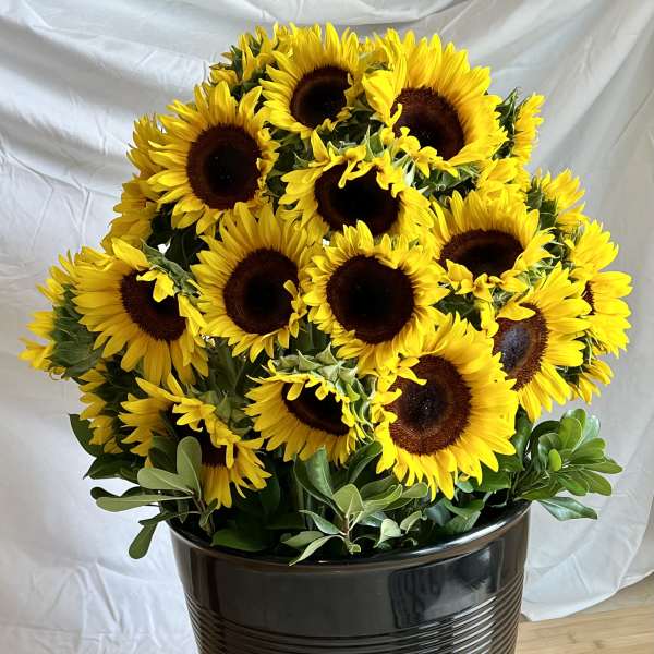 Sunflowers Galore