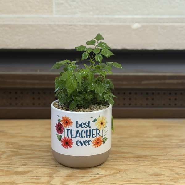 Best Teacher Ever Plant