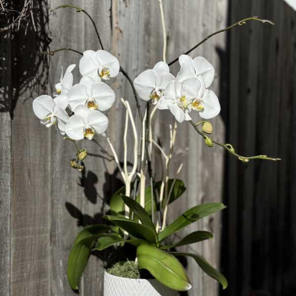 White orchid plant in a textured white pot