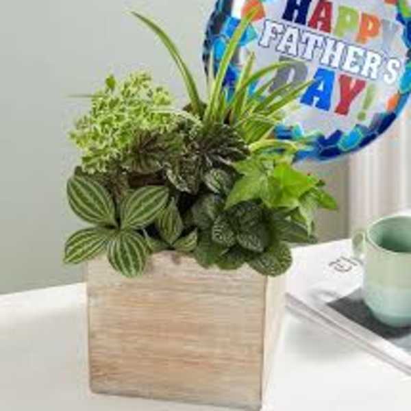 Fathers Plant Arrangement