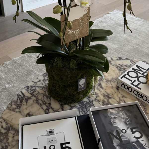 Organic Orchid