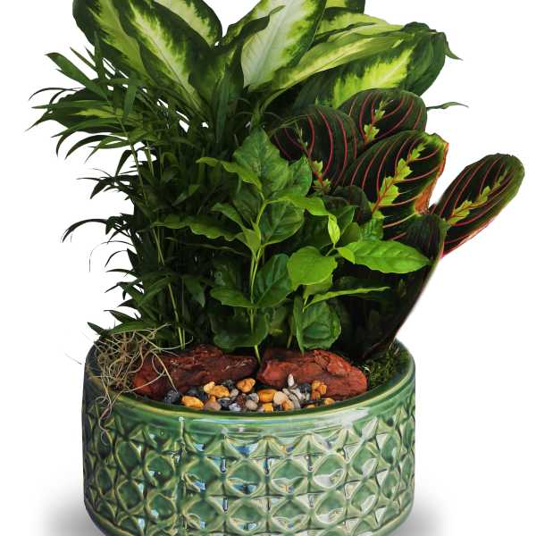 Dish garden of assorted indoor plants in a low green ceramic pot with decorative stones