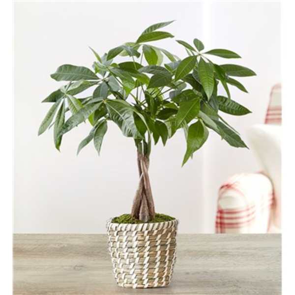 Money Tree