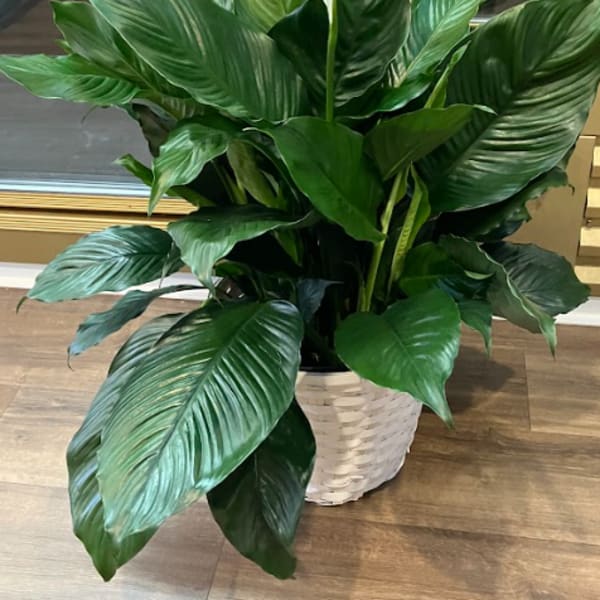Spring Sale 10" Peace Lily Plant