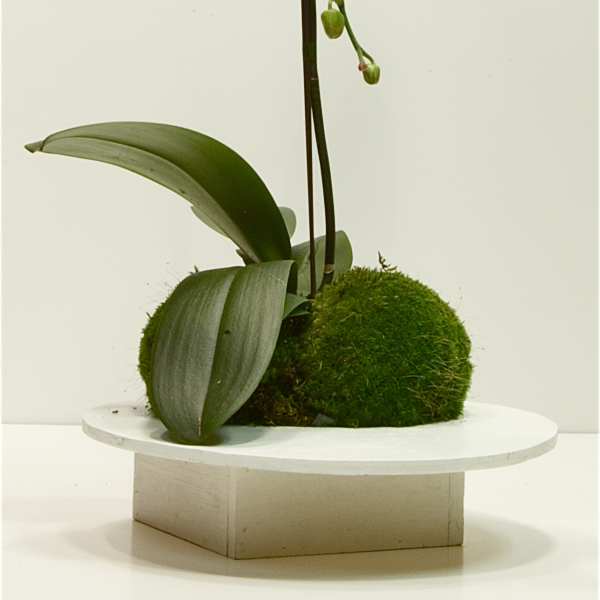 Tall Orchid