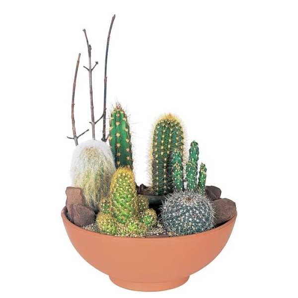 Cactus Garden