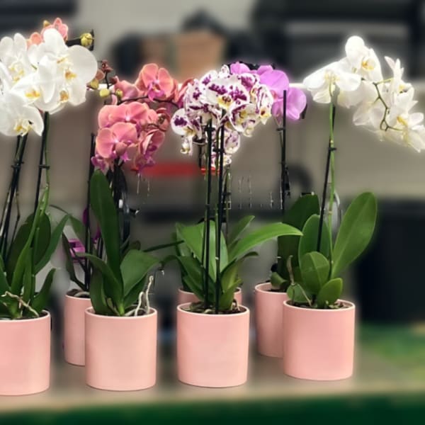 Orchid Plant
