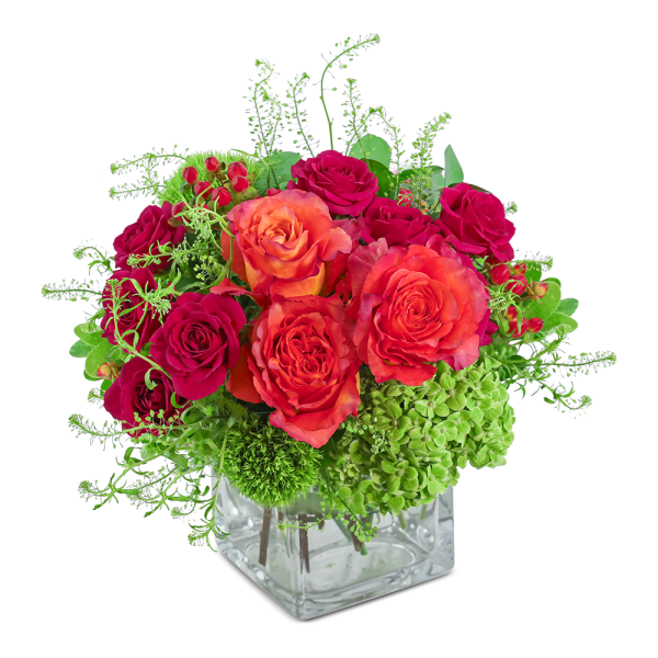 Samba Blooms