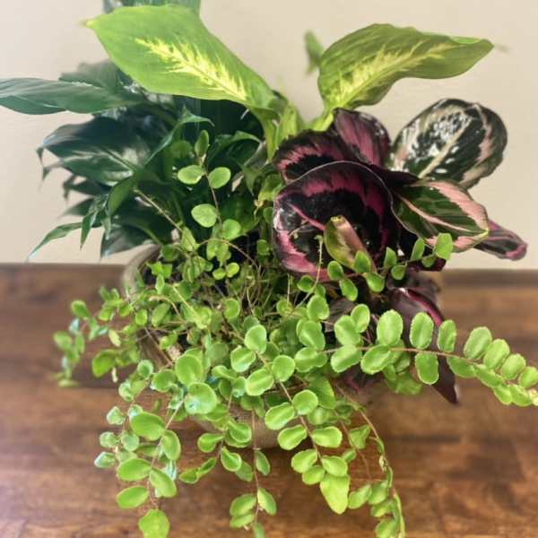 Green Plant Dishgarden