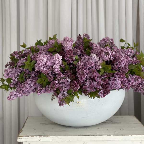 Lilac lover