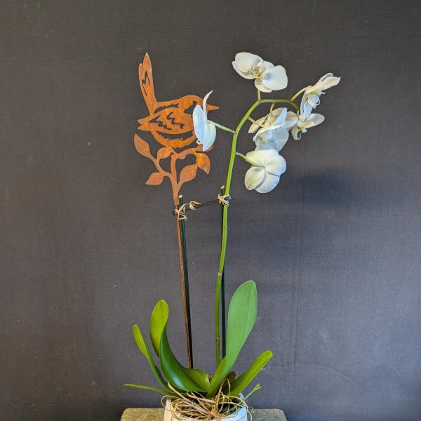 Elegance in Bloom Orchid