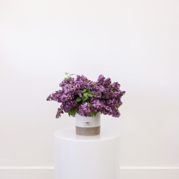 Lilacs bliss