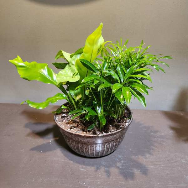 Plants: Emerald Garden