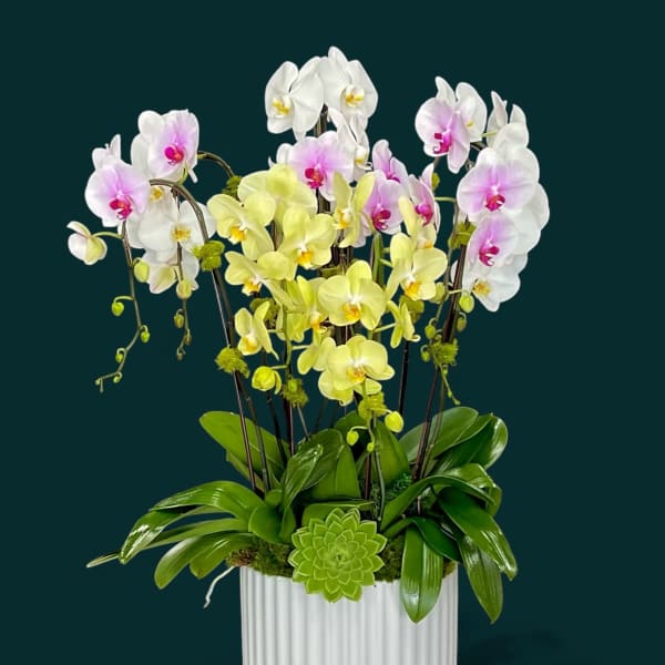 Golden Orchid Queen