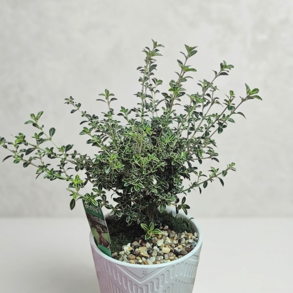 Bonsai