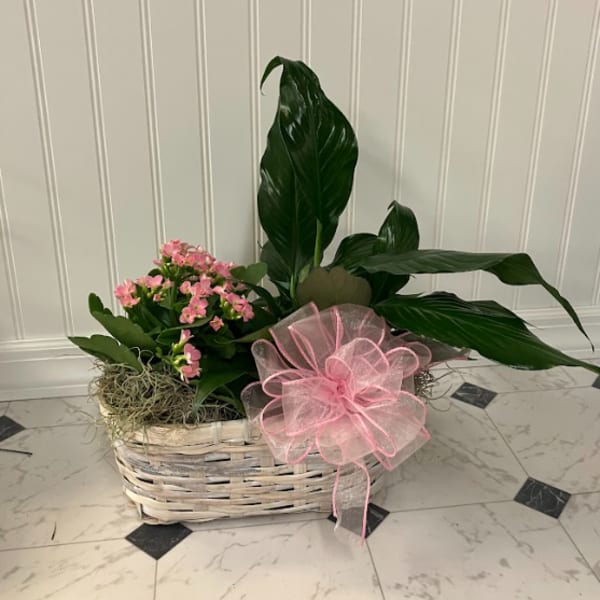 Pink flowering plant in a white basket with a pink bow