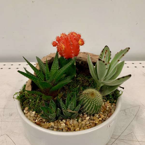White Succulent