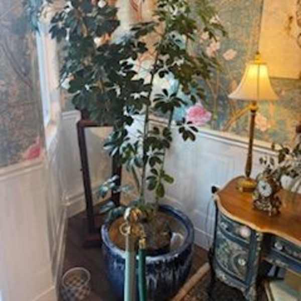 Umbrella tree