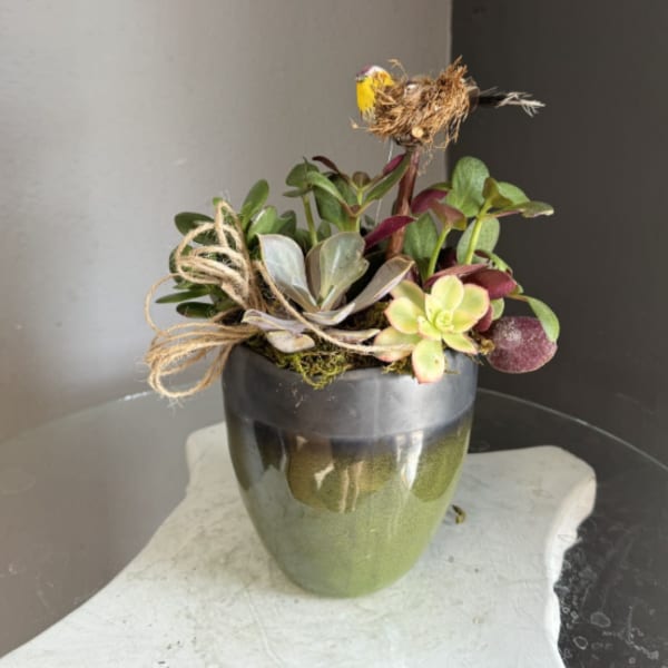 Bird nest plant