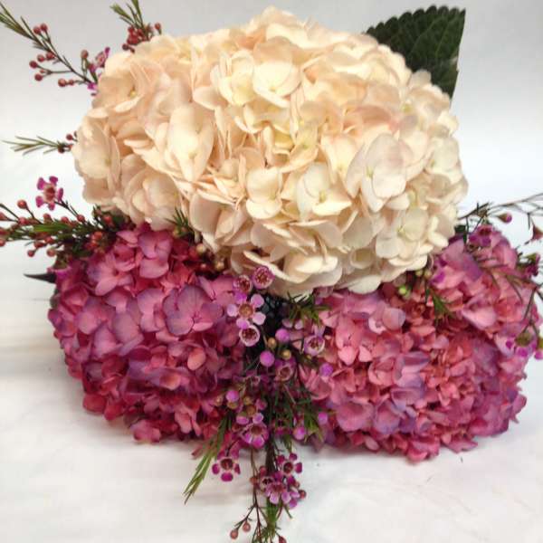 Sweet Hydrangea