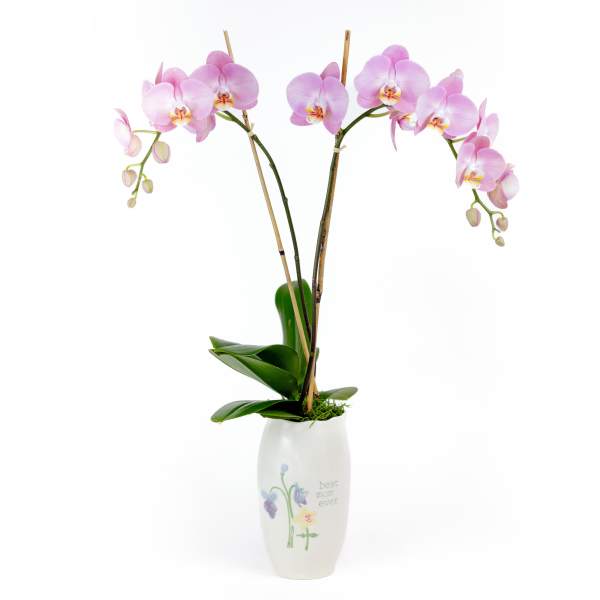 Best Mom Ever Orchid