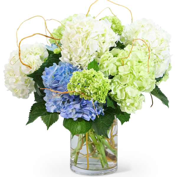 Hello, Hydrangea