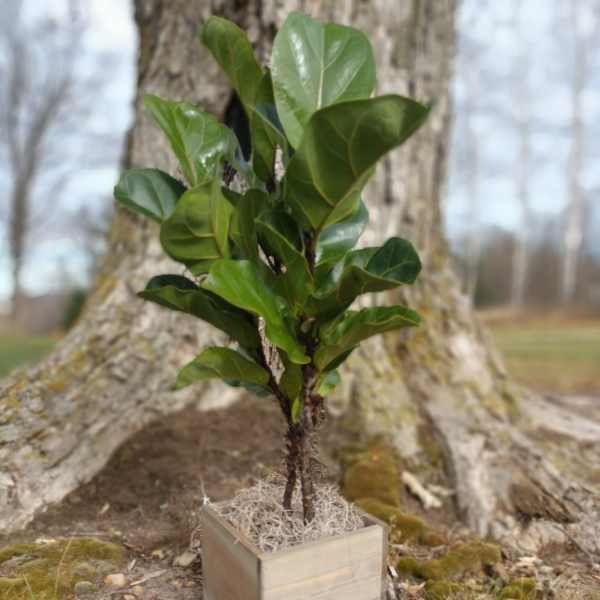 Small potted plant with glossy green leaves in a square wooden container