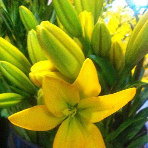 Farm fresh flowers
