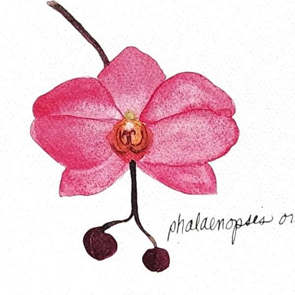 Pink phalaenopsis orchid bloom with two buds on a white background