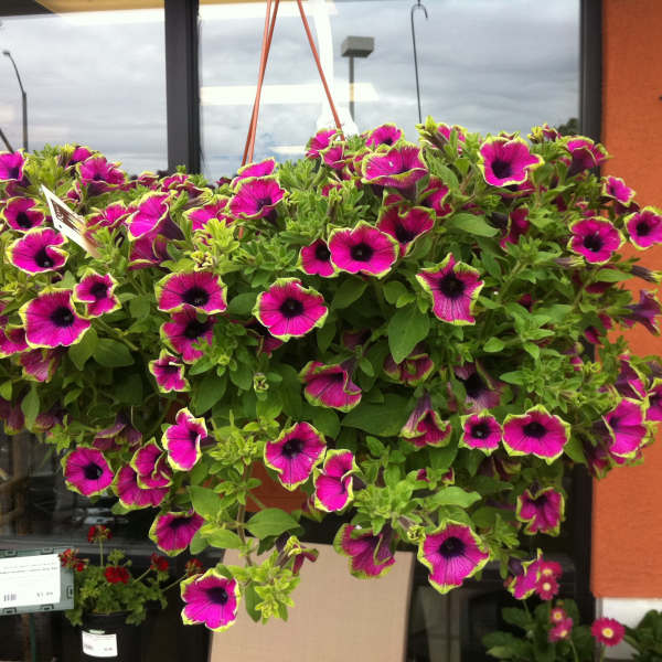 Blooming Plants